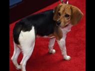 A still of the Beagle who played Daisy in John Wick (Image Via IMDb)
